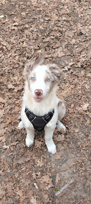 Australian Shepherd 