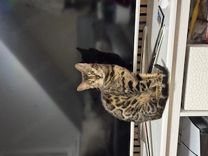 Bengalkatze zu verkaufen