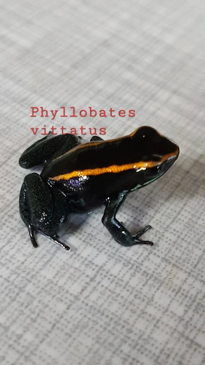Gestreifter Blattsteiger Phyllobates vittatus 