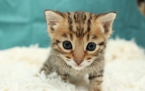 süße Bengalkatzen