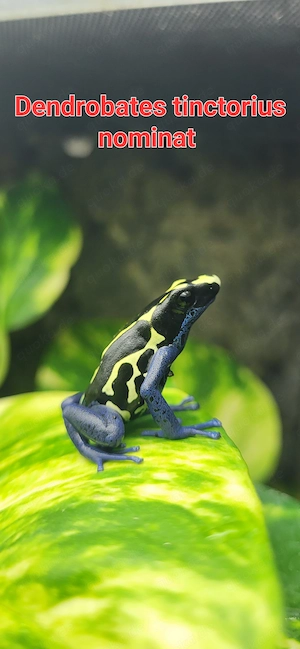Färberfrösch Dendrobates tinctorius nominat 