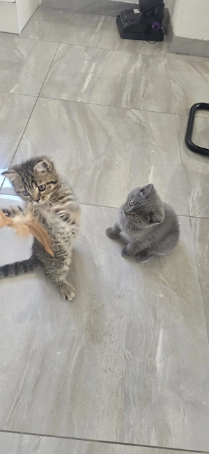 Reinrassige BKH Kitten  2 kitten frei 