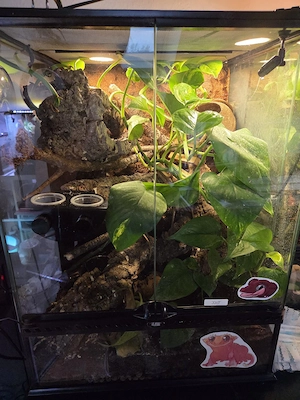 Diese Woche Angebot - Kronengecko Rot 1.0 Bild 2