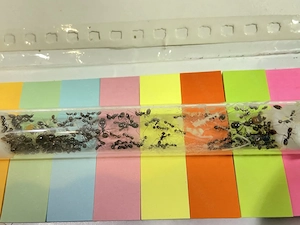 Ameisen Kolonie Messor barbarus 40