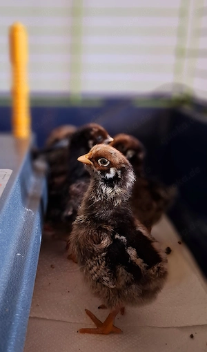 Barnevelder ssdg Bruteier 