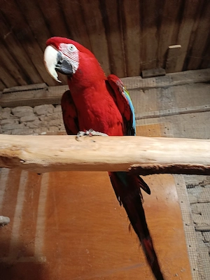 Dunkelrote Ara -männlich 