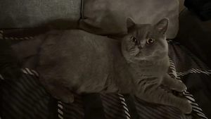 Süße BKH BLH Kitten erwartet reservieren möglich