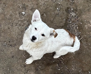 Till, 7 Monate, sucht ebenerdiges Zuhause. 