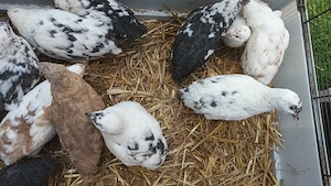 Bruteier von Getupfte Wachteln 