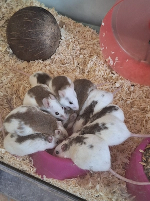 verschenke Maus   Mäuse 