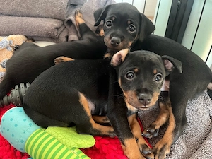 Zwergpinscher Welpen