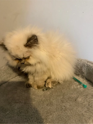 Heilige Birma Siam Bluepoint Kitten langhaar