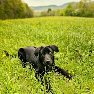 Mischlingsrüde abzugeben 