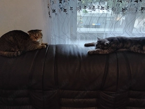 Hauskatzen Kater und Katze 