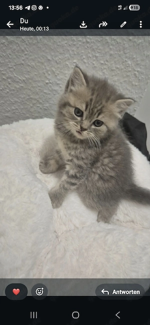 britisch kurzhaar kitten 