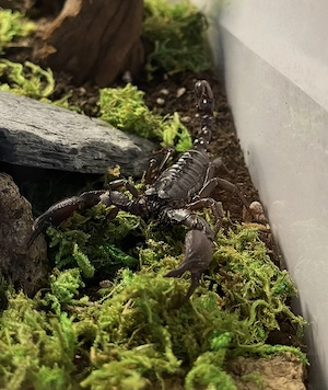 Asiatischer Riesenskorpion (Heterometrus sp.) + Terrarium (optional)
