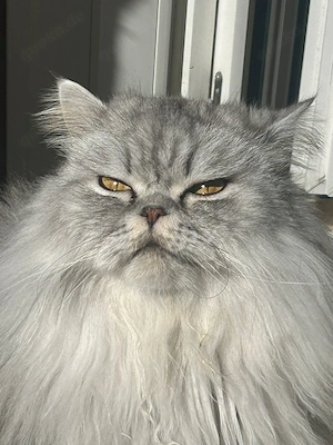 Lieber Kater abzugeben in gute Händen