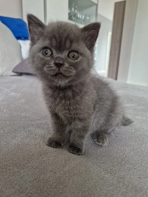 BKH Kitten reinrassig 