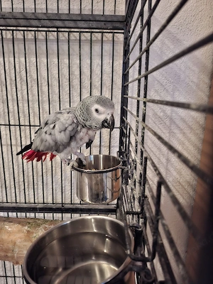 Graupapagein Pärchen 