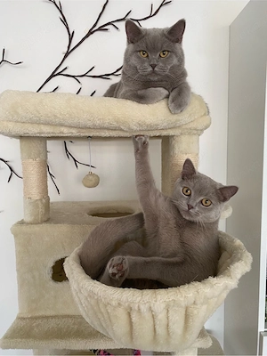 2 Bkh Kater Kitten Britisch kurzhaar