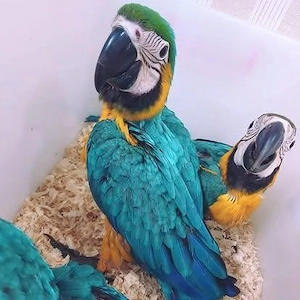 Blau- und goldener Ara zur Adoption