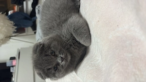 BKH Kitten    nur ernstgemeinte Anfragen