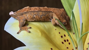 Kronengecko Tangerine 0.0.1 poss. Männchen