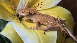 Kronengecko Tangerine 0.0.1 poss. Männchen