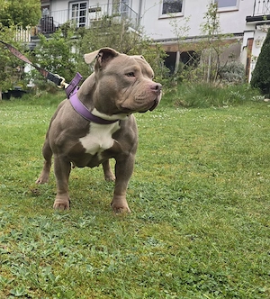 Pocket Bully Hündin