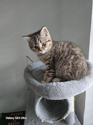 Katzenbaby zu verkaufen