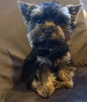 Mini Yorkshire terier 