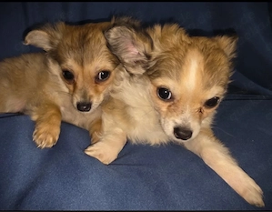 Chihuahua - Welpen ( Langhaar )