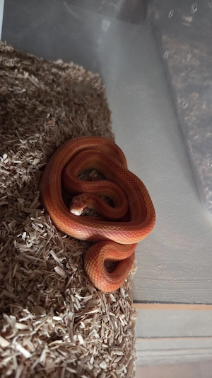 Kornnatter (Pantherophis guttatus)