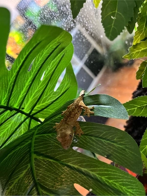 0.0.1 Kronengecko Baby