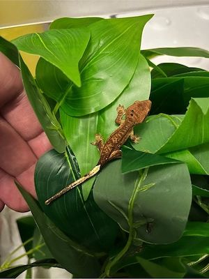 0.0.1 Kronengecko Baby 