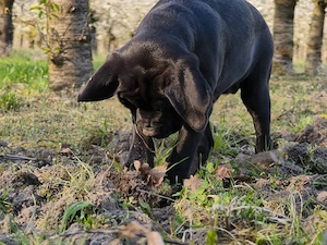 Broholmer Cane Corso Mischlinge 