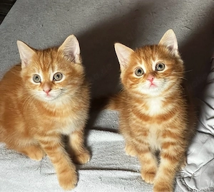 Zwei süße Kätzchen suchen ein liebevolles Zuhause   