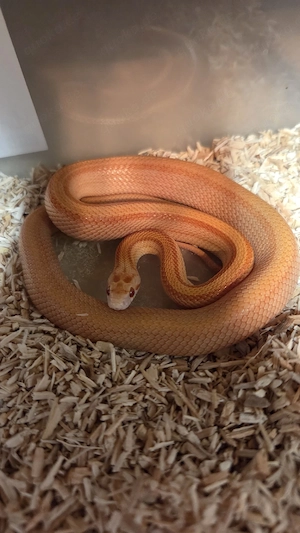 Kornnatter (Pantherophis guttatus) Bild 4