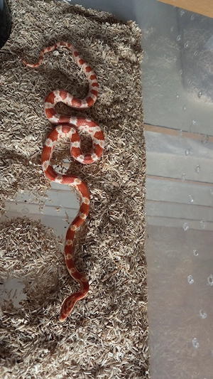 Kornnatter (Pantherophis guttatus) 