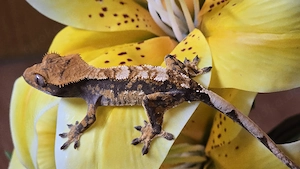 0.0.1 Kronengecko poss. Männchen