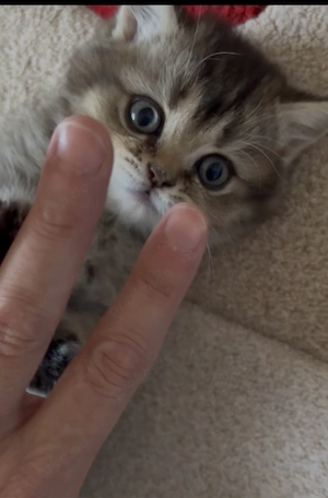 Reinrassige BKH kitten noch 2 Weibchen übrig!