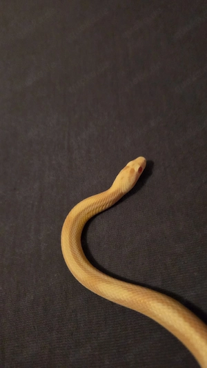 Kornnatter (Pantherophis guttatus)