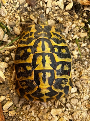 Griechische Landschildkröte 1.1