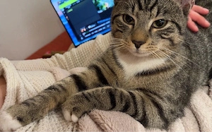 Bela -  europäisch Kurzhaar