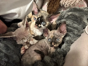 Davon Rex kitten sind geimpft 