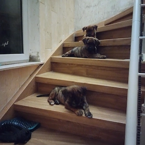 wir sind noch zu haben 1 Bub und 2 Mädchen   