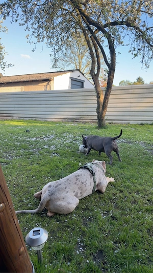 American Bully XL   Merle   junger Deckrüde (unerfahren)
