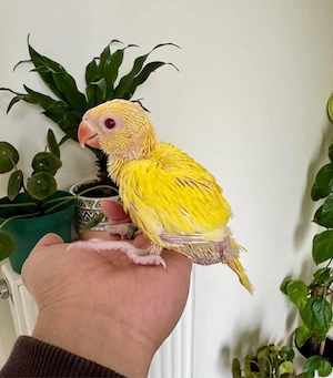 Halsbandsittich lutino