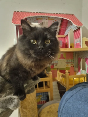 Norwegische Waldkatze Bild 2