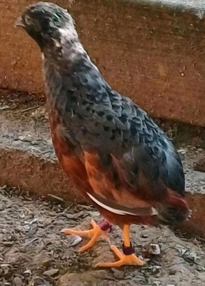Frische Bruteier von chinesischen Zwergwachteln 